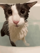 image of soggy cat